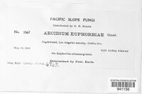 Endophyllum euphorbiae-sylvaticae image